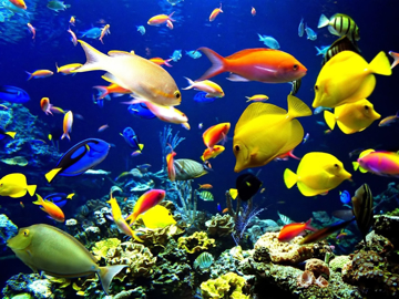 Picture for category Reef Fish