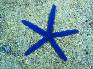 Picture of Linckia Sea Star Blue