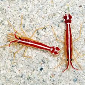 Picture of Cleaner Shrimp