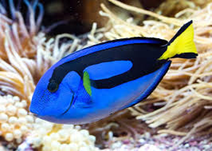 Tang Blue- Living Reef - Coral Reef Aquarium products and Services ...