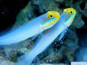Picture of Goby Sleeper Sand Sifter PAIR