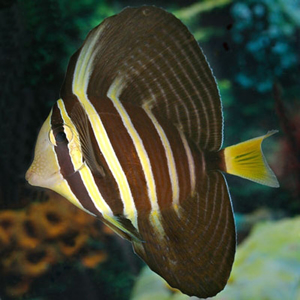 Picture of Tang Pacific Sailfin