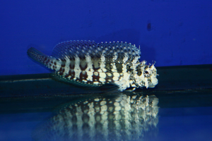 Picture of Blenny Lawnmower