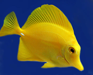Picture of Tang Yellow