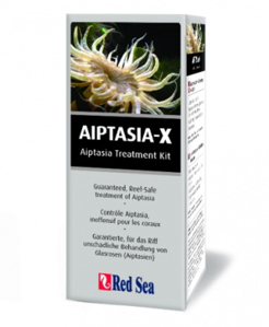 Picture of Aiptasia X. Red Sea.