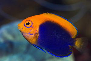 Picture of Angel African Pygmy