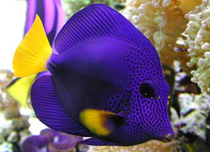 Picture of Tang Purple