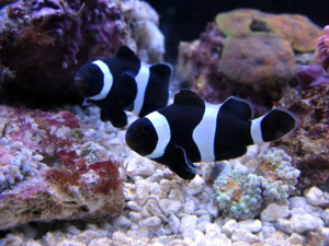 Picture of Clown Black & White Mature Pair