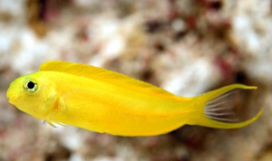Picture of Blenny Canary