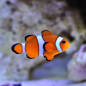 Picture of Clown Percula, Young, Captive-Bred, Full Bar