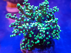 Picture of Octospawn Branching Toxic Green *OUT OF STOCK*
