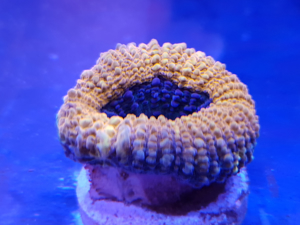 Picture of Lobophyllia Brain Coral *SOLD OUT*
